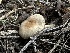  (Psathyrella umbrosa - FDS-CA-01570)  @11 [ ] c (2024) Rudy Diaz Fungal Diversity Survey