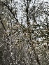  ( - FDS-CA-01570)  @11 [ ] c (2024) Rudy Diaz Fungal Diversity Survey