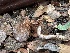  ( - FDS-CA-01558)  @11 [ ] c (2024) Rudy Diaz Fungal Diversity Survey