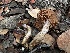  ( - FDS-CA-01558)  @11 [ ] c (2024) Rudy Diaz Fungal Diversity Survey