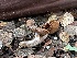  ( - FDS-CA-01558)  @11 [ ] c (2024) Rudy Diaz Fungal Diversity Survey
