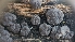  ( - FDS-CA-03434)  @11 [ ] by-nc (2024) Fresno Mycology Society Fungal Diversity Survey