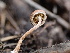  ( - FDS-CA-01576)  @11 [ ] c (2024) Rudy Diaz Fungal Diversity Survey