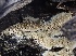  (Lyomyces sp. crustosus-CA01 - FDS-CA-01579)  @11 [ ] c (2024) Rudy Diaz Fungal Diversity Survey