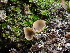  (Pseudotricharina sp. intermedia-CA01 - FDS-CA-01574)  @11 [ ] c (2024) Rudy Diaz Fungal Diversity Survey
