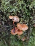  ( - FDS-CA-02173)  @11 [ ] by (2024) Mandy Hackney Fungal Diversity Survey