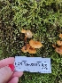  ( - FDS-CA-02173)  @11 [ ] by (2024) Mandy Hackney Fungal Diversity Survey