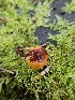  ( - FDS-CA-02173)  @11 [ ] by (2024) Mandy Hackney Fungal Diversity Survey