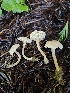  ( - FDS-CA-02170)  @11 [ ] by (2024) Mandy Hackney Fungal Diversity Survey