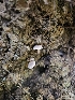  ( - FDS-CA-02170)  @11 [ ] by (2024) Mandy Hackney Fungal Diversity Survey