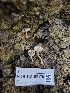 ( - FDS-CA-02170)  @11 [ ] by (2024) Mandy Hackney Fungal Diversity Survey