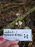  ( - FDS-CA-02167)  @11 [ ] by (2024) Mandy Hackney Fungal Diversity Survey