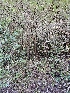  ( - FDS-CA-02167)  @11 [ ] by (2024) Mandy Hackney Fungal Diversity Survey
