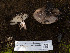  ( - FDS-CA-01408)  @11 [ ] by-nc (2024) Stu Pickell Fungal Diversity Survey