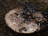  ( - FDS-CA-01408)  @11 [ ] by-nc (2024) Stu Pickell Fungal Diversity Survey