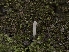  (Clavaria californica - FDS-CA-01433)  @11 [ ] by-nc (2024) Stu Pickell Fungal Diversity Survey