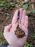  ( - FDS-CA-02165)  @11 [ ] by (2024) Mandy Hackney Fungal Diversity Survey