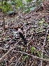  ( - FDS-CA-02165)  @11 [ ] by (2024) Mandy Hackney Fungal Diversity Survey