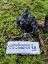  ( - FDS-CA-02164)  @11 [ ] by (2024) Mandy Hackney Fungal Diversity Survey