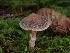  ( - FDS-CA-02158)  @11 [ ] by (2024) Mandy Hackney Fungal Diversity Survey