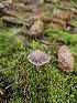  ( - FDS-CA-02158)  @11 [ ] by (2024) Mandy Hackney Fungal Diversity Survey