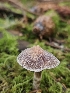  ( - FDS-CA-02158)  @11 [ ] by (2024) Mandy Hackney Fungal Diversity Survey
