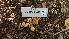  (Xerocomellus - FDS-CA-03440)  @11 [ ] by-nc (2024) Fresno Mycology Society Fungal Diversity Survey
