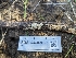 ( - FDS-CA-03623)  @11 [ ] by-nc (2024) Stu Pickell Fungal Diversity Survey