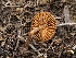  ( - FDS-CA-03627)  @11 [ ] by-nc (2024) Stu Pickell Fungal Diversity Survey