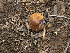  ( - FDS-CA-03627)  @11 [ ] by-nc (2024) Stu Pickell Fungal Diversity Survey