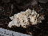  ( - FDS-CA-03626)  @11 [ ] by-nc (2024) Stu Pickell Fungal Diversity Survey