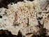  ( - FDS-CA-03626)  @11 [ ] by-nc (2024) Stu Pickell Fungal Diversity Survey
