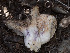  ( - FDS-CA-03625)  @11 [ ] by-nc (2024) Stu Pickell Fungal Diversity Survey