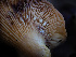  ( - FDS-CA-03625)  @11 [ ] by-nc (2024) Stu Pickell Fungal Diversity Survey