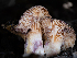  ( - FDS-CA-03625)  @11 [ ] by-nc (2024) Stu Pickell Fungal Diversity Survey