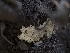  ( - FDS-CA-03626)  @11 [ ] by-nc (2024) Stu Pickell Fungal Diversity Survey