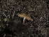  (Conocybe sp. CA10 - FDS-CA-03627)  @11 [ ] by-nc (2024) Stu Pickell Fungal Diversity Survey