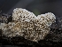  ( - FDS-CA-03623)  @11 [ ] by-nc (2024) Stu Pickell Fungal Diversity Survey