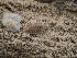  ( - FDS-CA-03620)  @11 [ ] by-nc (2024) Stu Pickell Fungal Diversity Survey