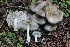  ( - FDS-CA-00791)  @11 [ ] by-nc (2024) Taye Bright Fungal Diversity Survey