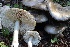  ( - FDS-CA-00791)  @11 [ ] by-nc (2024) Taye Bright Fungal Diversity Survey