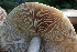  ( - FDS-CA-00791)  @11 [ ] by-nc (2024) Taye Bright Fungal Diversity Survey