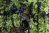  ( - FDS-CA-00790)  @11 [ ] by-nc (2024) Taye Bright Fungal Diversity Survey