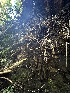  ( - FDS-CA-01000)  @11 [ ] by-nc (2024) Taye Bright Fungal Diversity Survey