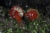  (Hygrocybe sp. CA07 - FDS-CA-01000)  @11 [ ] by-nc (2024) Taye Bright Fungal Diversity Survey