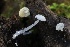  ( - FDS-CA-00901)  @11 [ ] by-nc (2024) Taye Bright Fungal Diversity Survey
