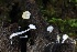  ( - FDS-CA-00901)  @11 [ ] by-nc (2024) Taye Bright Fungal Diversity Survey