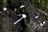  ( - FDS-CA-00901)  @11 [ ] by-nc (2024) Taye Bright Fungal Diversity Survey