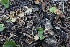  ( - FDS-CA-00999)  @11 [ ] by-nc (2024) Taye Bright Fungal Diversity Survey