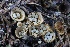 ( - FDS-CA-00999)  @11 [ ] by-nc (2024) Taye Bright Fungal Diversity Survey